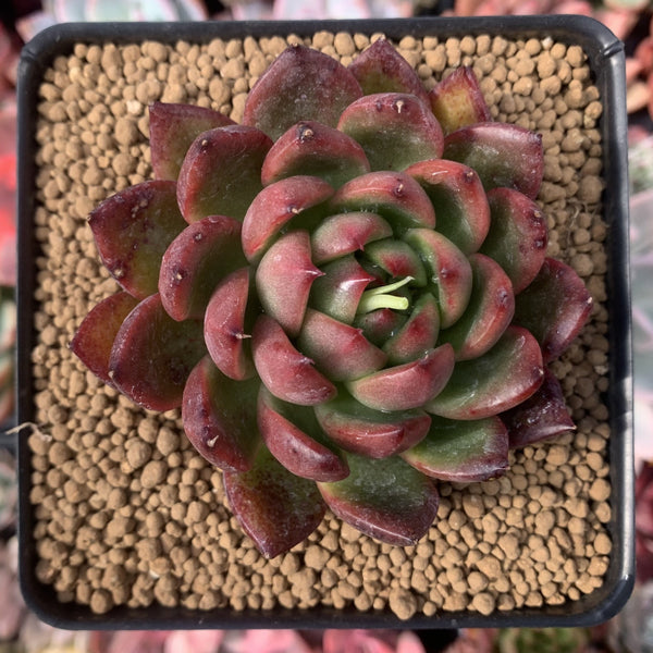 Echeveria Agavoides sp. 2"-3" Succulent Plant