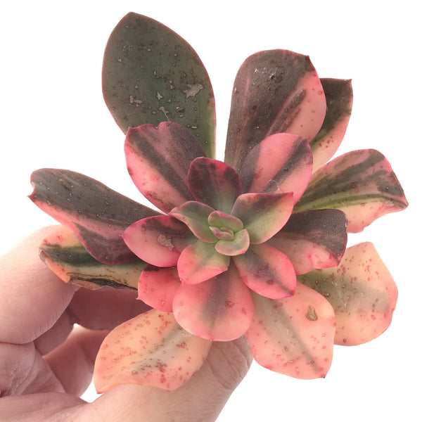 Echeveria 'Hanaikada' Variegated 4" Succulent Plant