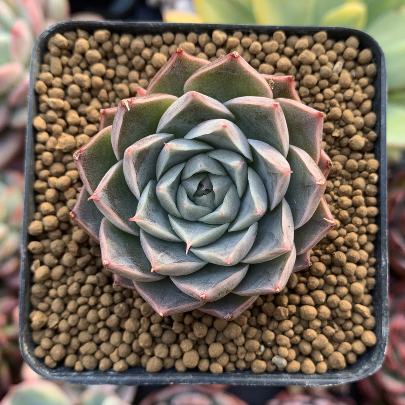 Echeveria 'Helena' Hybrid 1" Succulent Plant