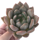 Echeveria 'Zenith' 5" Extra Large Succulent Plant