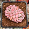 Echeveria 'Amazing Grace' 1" Succulent Plant