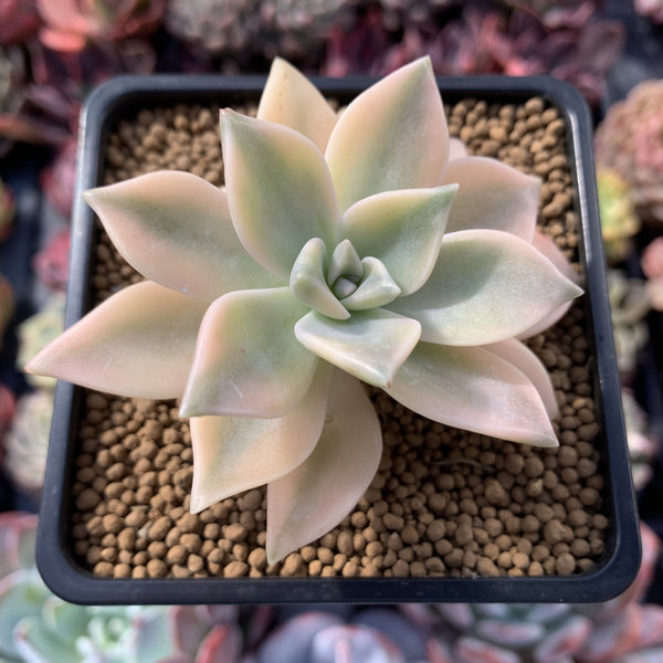 Graptopetalum 'Paraguayense' Variegated 2" Succulent Plant