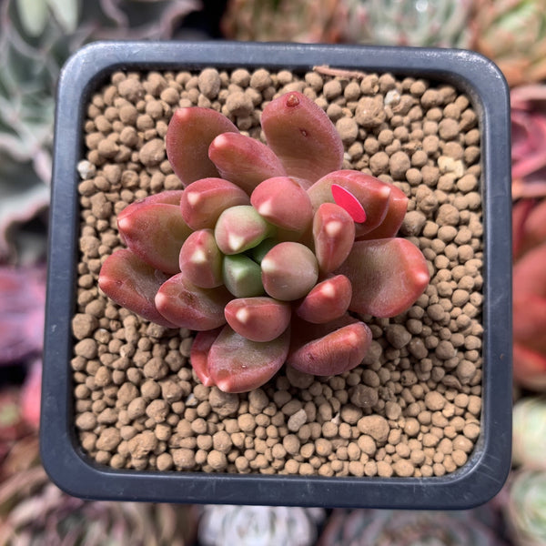 Pachyphytum Compactum 'Pink Glaucum' 1"-2" Succulent Plant