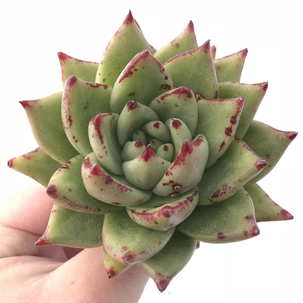 Echeveria Agavoides Maria 4” Rare Succulent Plant