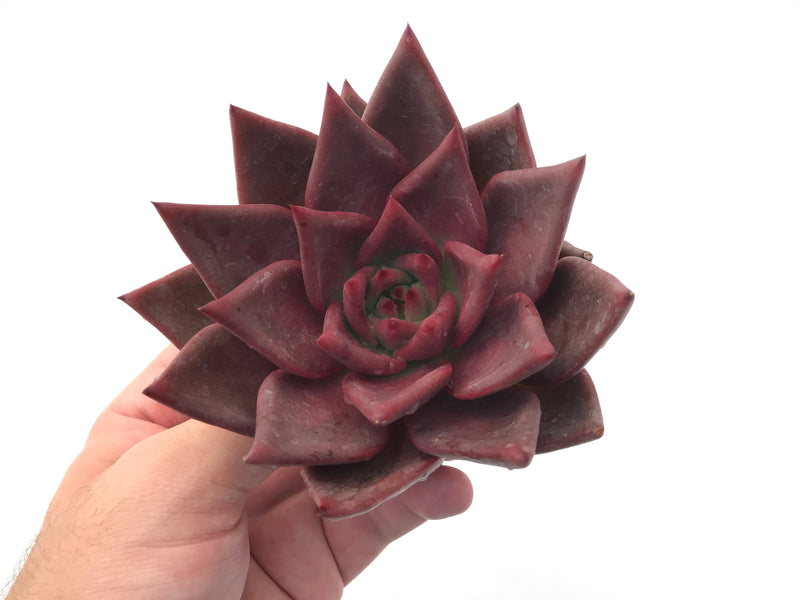 Echeveria Agavoides 'Red Ebony' Large Specimen 5" Rare Succulent Plant