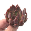 Echeveria Agavoides 'Magic Plot' 3" Succulent Plant