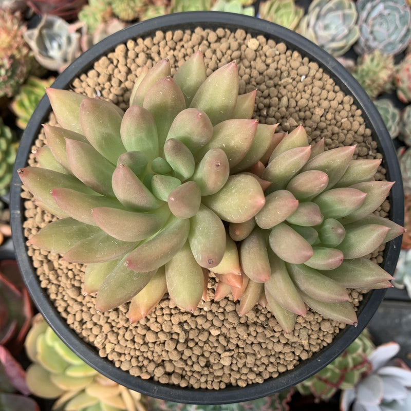 Pachyphytum 'Orange Light' 5" Succulent Plant