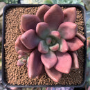 Graptoveria 'Ruby Donna' 2" Succulent Plant