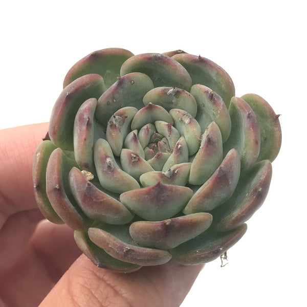 Echeveria 'Marcel' 1"-2" Rare Succulent Plant