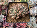 Echeveria 'Moiré' 3-4" Succulent Plant