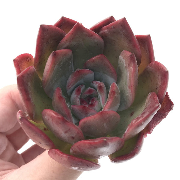 Echeveria Agavoides 'Glam Pink' 3"-4" Succulent Plant