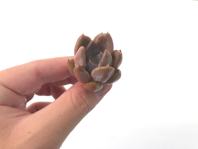 Echeveria 'Jinjuhee" 1" Rare Succulent Plant