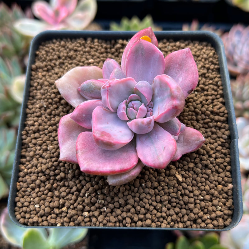 Graptoveria 'Mrs. Richards' Variegated 2" Succulent Plant