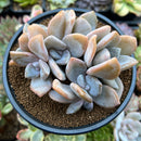 Echeveria 'Snow Shine' 4" Powdery Succulent Plant