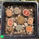 Collection of Lithops 2" (x9 Lithops) Succulent Plant