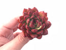 Echeveria Agavoides Sp 1”-2” Rare Succulent Plant