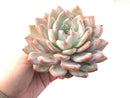 Echeveria 'Orange Monroe' 5" Large Powdery Succulent Plant