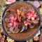 Echeveria 'Zestar' Crested 3" Succulent Plant