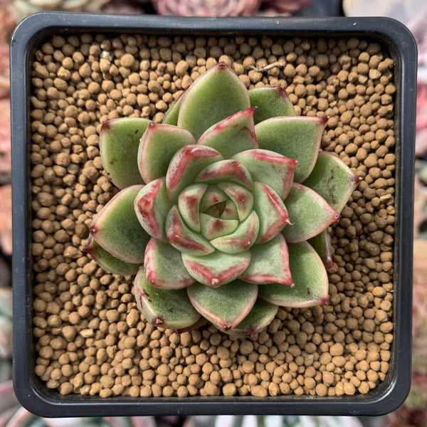 Echeveria Agavoides 'Cass' 2" Succulent Plant