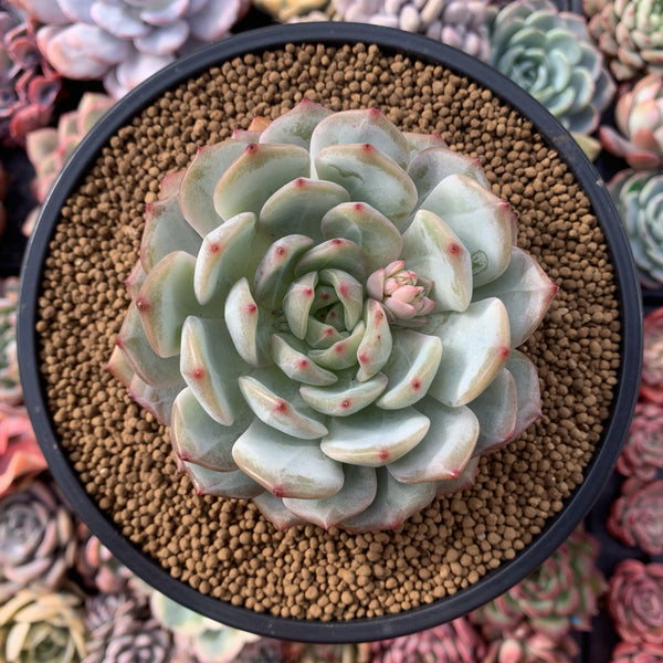 Echeveria 'Marsia' 4" Powdery Succulent Plant