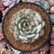 Echeveria 'Marsia' 4" Powdery Succulent Plant