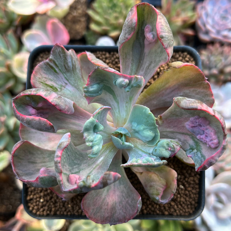 Echeveria 'Beyonce' Variegated 3" Succulent Plant