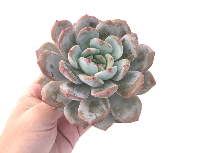 Echeveria 'Orange Monroe' 5" Large Powdery Succulent Plant