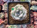 Echeveria 'Icy Green' 1" Succulent Plant