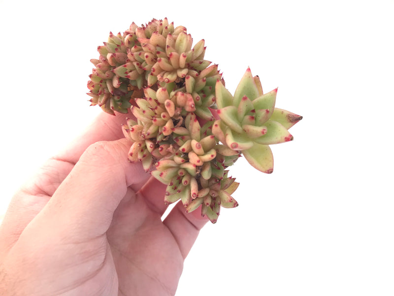 Echeveria Agavoides 'Maria' Crested 2"-3" Succulent Plant