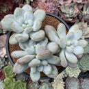 Pachyphytum cv 'Frevel' 5" Cluster Succulent Plant