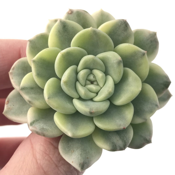 Echeveria 'Tinker Bell' Variegated 2" Succulent Plant