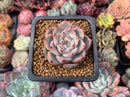 Echeveria 'Estrella' 2" Succulent Plant