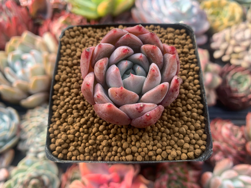 Echeveria 'Lilacina' Hybrid 1" Succulent Plant