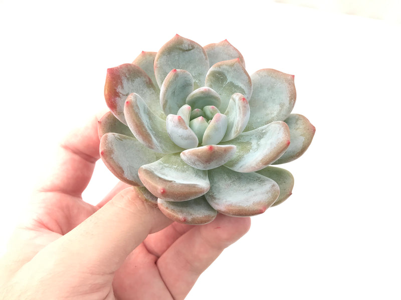 Echeveria 'Orange Monroe' 3" Rare Powdery Succulent Plant