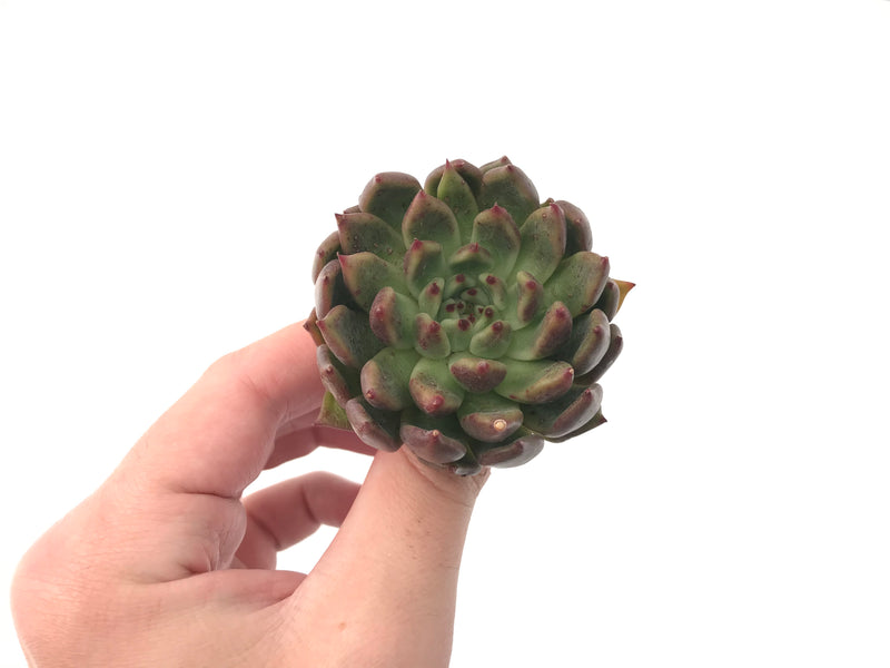 Echeveria Agavoides 'Golden Bear' 2"-3" Succulent Plant