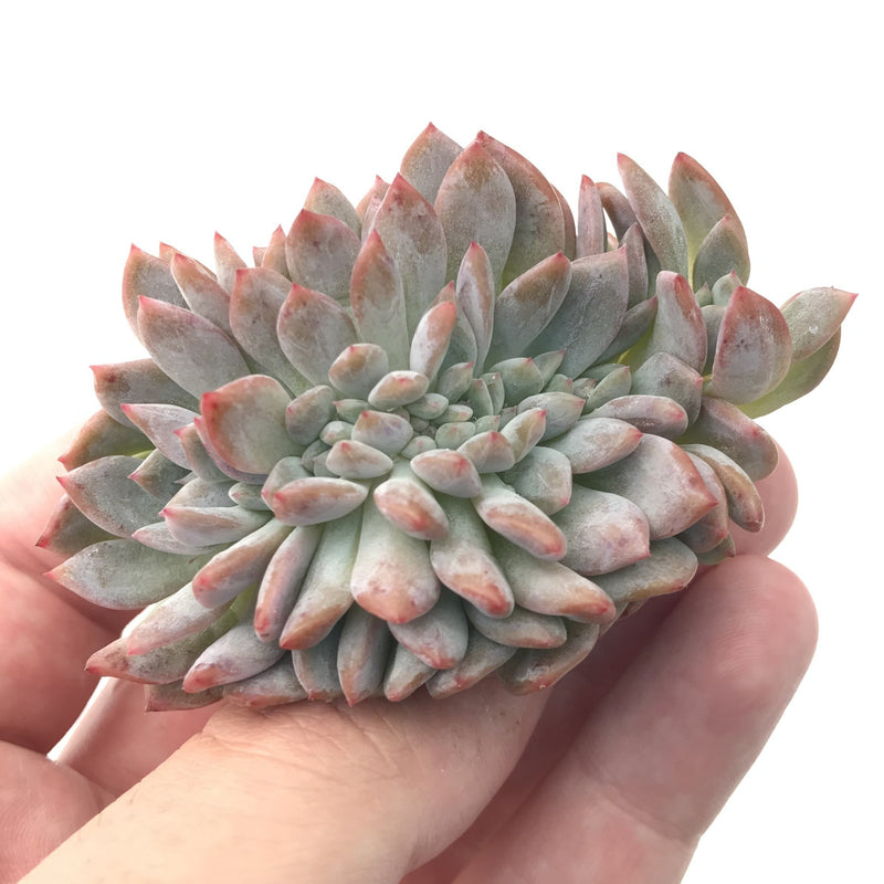 Echeveria 'Elegnas Potosina' Crested Cluster 2" Rare Succulent Plant