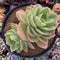 Echeveria 'Arenas' 5" Large Double Headed Cluster Succulent Plant