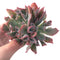 Echeveria 'Trumpet Pinky' 4" Cluster Succulent Plant