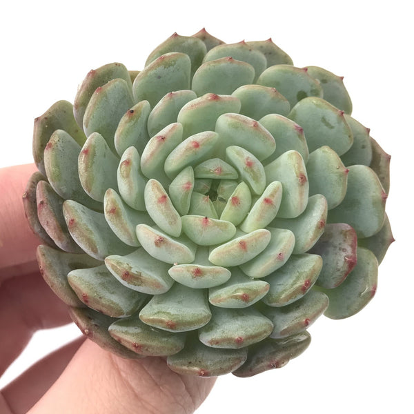 Echeveria 'White farm' New Hybrid 2" Succulent Plant