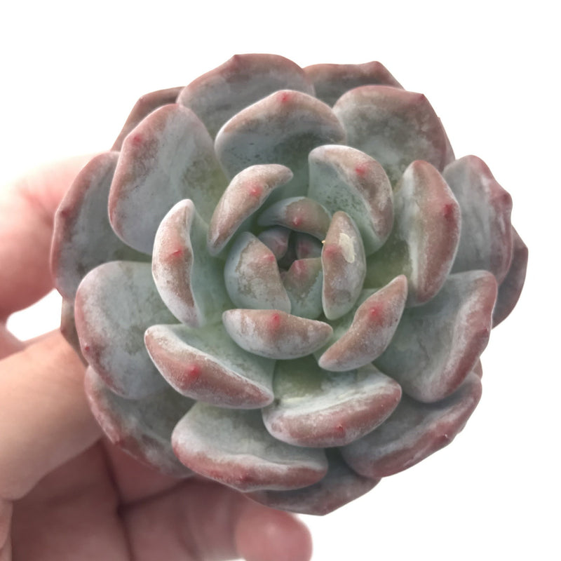 Echeveria 'Orange Monroe' 2" Powdery Succulent Plant