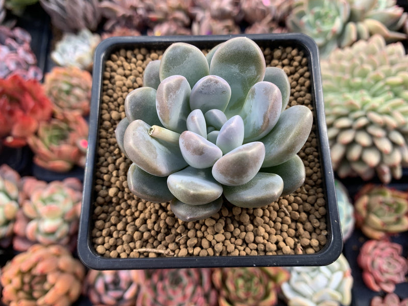 Pachyphytum 'Mureleri' 3" New Hybrid Powdery Succulent Plant