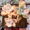 Graptoveria 'Titubans' Variegated 2” Succulent Plant