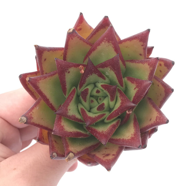 Echeveria Agavoides 'Orange Ebony’ 2” Rare Succulent Plant