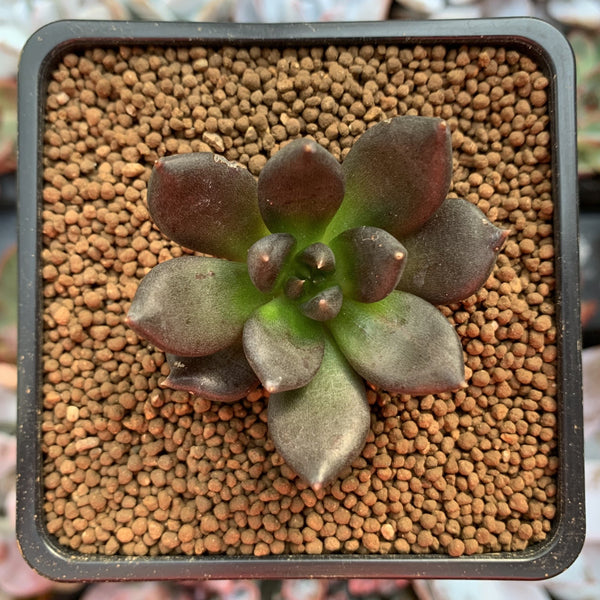 Echevera 'Blackbird' 1" New Hybrid Succulent Plant