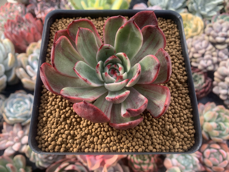 Echeveria Agavoides 'Star Boss' Variegated 3" Succulent Plant