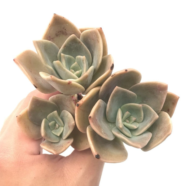 Graptoveria 'Bainessi' Cluster 4" Rare Succulent Plant