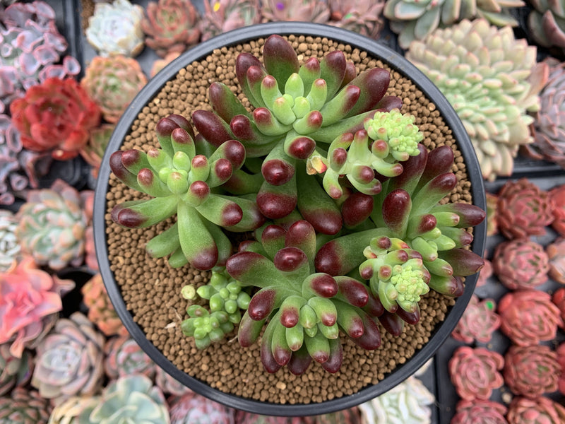 Sedum 'Rubrotinctum' Cluster 4" Succulent Plant