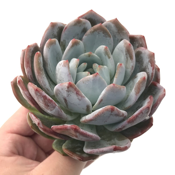 Echeveria 'Laui x lindsayana' Large 4"-5" Rare Succulent Plant