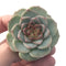 Echeveria 'Red Velvet 1"-2" Succulent Plant