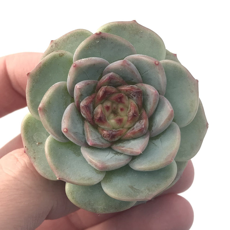 Echeveria 'Red Velvet 1"-2" Succulent Plant